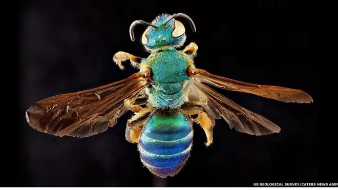 US GEOLOGICAL SURVEY/ CARTERS NEWS AGENCY