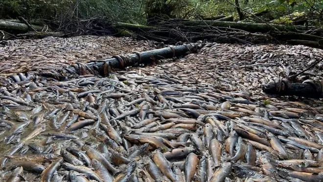 పెద్ద ఎత్తున చనిపోతున్న సాల్మన్ చేపలు