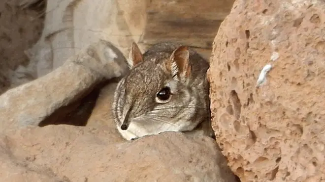 Noolahan wuxuu ku badan yahay dhul qalalan oo dhagxaan badan.