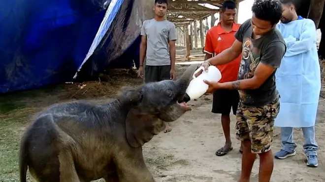 विजयगजलाई दुध खुवाउँदै।