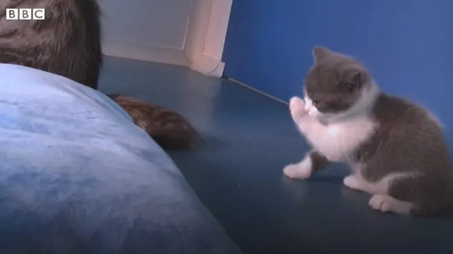 "Десяте життя" клонованого кота