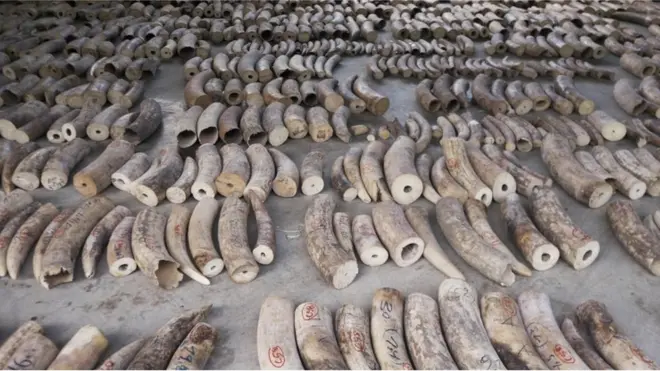 Gading yang hendka diselundupan diperkirakan diambil dari hampir 300 gajah Afrika.