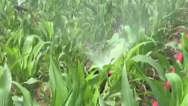 Suša u Severnoj Koreji