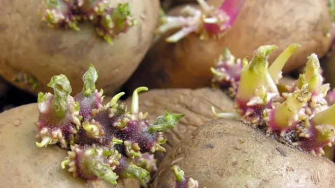 Коли картопля проростає і зеленіє, в ній підвищується рівень небезпечного токсину - соланіну