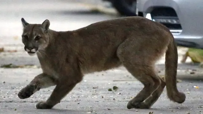 Животные на улицах городов.