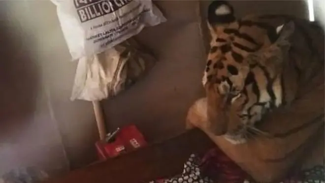 మంచమెక్కి పడుకున్న పులి