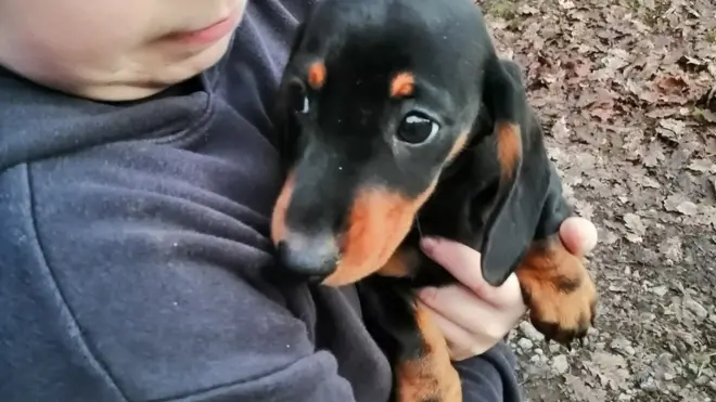 Fran the Dachshund ran off in woods but was found thanks to the team