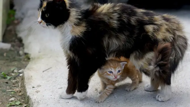 Adurree qaluun seera Keeniyaatti dhowwa