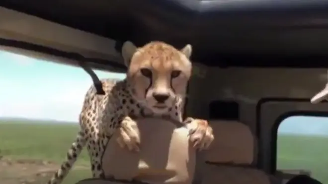 چیتا گاڑی کے اندر