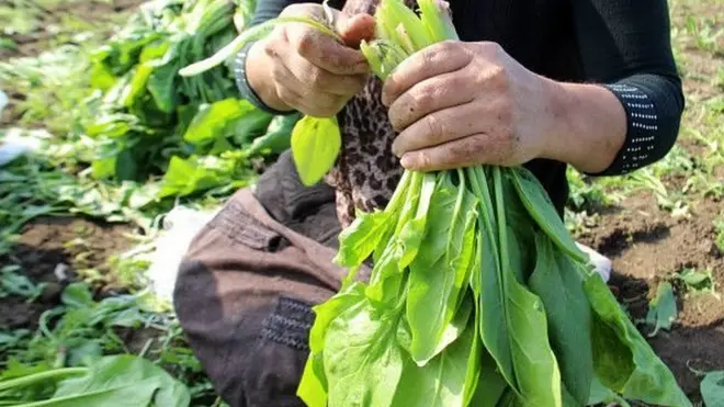 qadın fermerin əlləri