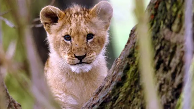 مروض الحيوانات يقول إن السبل انجذب لربطة شعر على رأس الطفلة