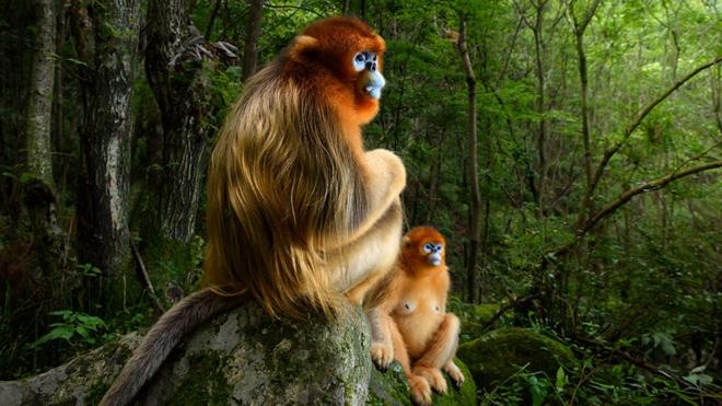 Qinling golden snub-nosed monkeys