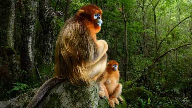 Qinling golden snub-nosed monkeys