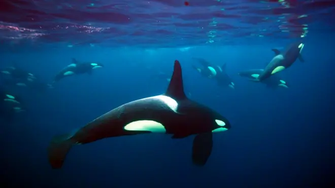 يتعرف أنيس القديحي على تقنيات لمساعدة الباحثين على إحصاء عدد الحيتان لحمايتها من الإنقراض.