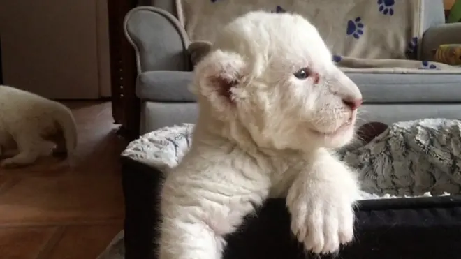 Белые львята