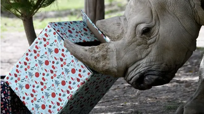 في الوقت نفسه، استمتع وحيد قرن بهدايا أعياد الميلاد في حديقة أورانا للحياة البرية في ضواحي كرايست تشرش في نيوزلندا