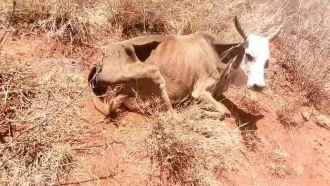 Loon hongeen laafiste