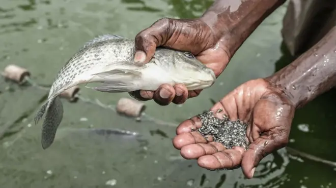 A view of a female tilapia and a collection of eggs ready for hatching.