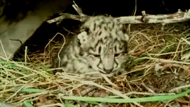 حکام کو ملزمان کے پاس سے تیندووں کے بچوں کی تصاویر ملیں اور ان کا کہنا ہے کہ ماں سے محروم ہونے والے یہ بچہ تیندوے اب کسی مدد کے بغیر محفوظ نہیں رہ سکتے