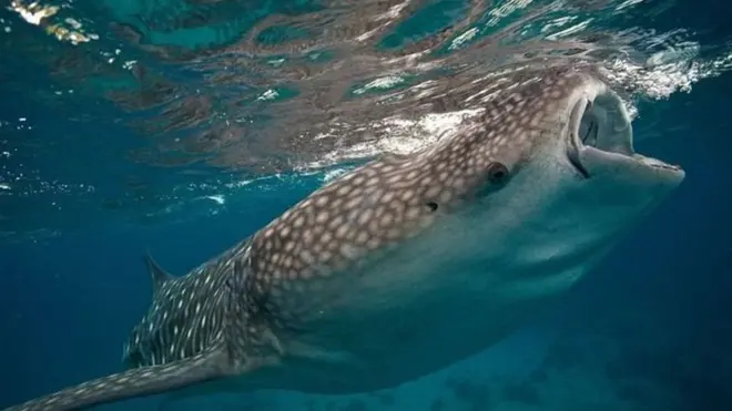 بزرگترین کوسه نهنگی که ثبت شده است ۱۸.۸ متر طول داشته است.