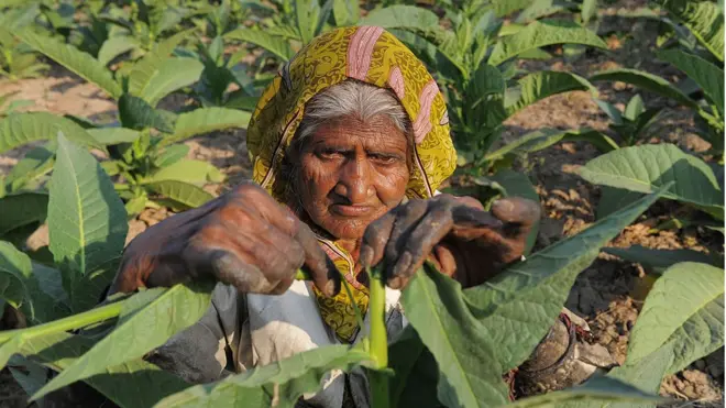 تمباکو کی کاشت