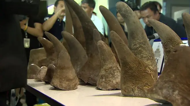 นอแรดเถื่อน