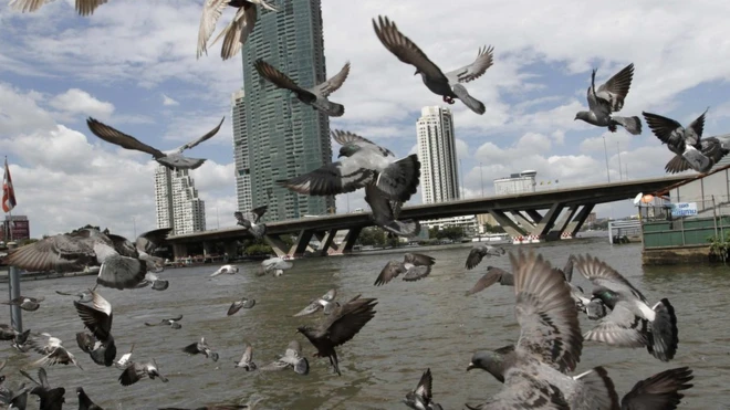 นกพิราบ