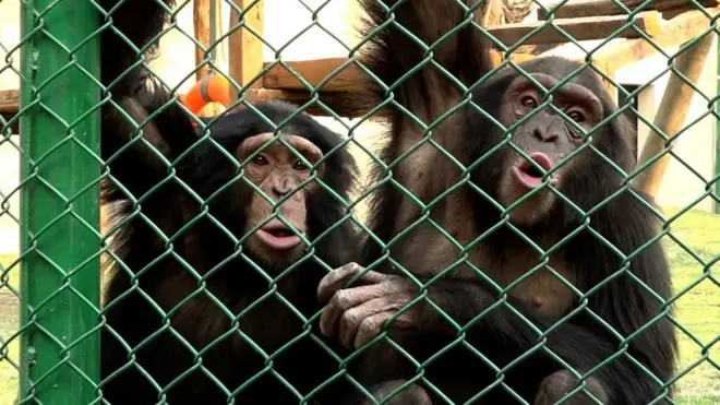 चिडियाखानामा निर्माण गरिएको नयाँ घरमा चिम्पान्जीहरु।