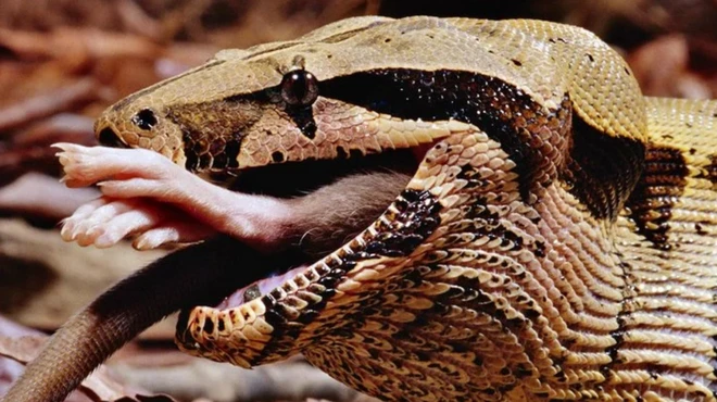 งูเหลือม Boa Constrictor กำลังกลืนสัตว์จำพวกหนูลงท้องทั้งตัว