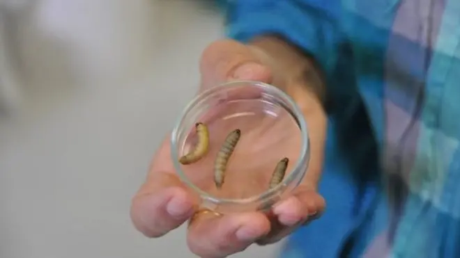 پتنگے کے یہ لاروے شہد کی مکھی کے چھتے کھا جاتے ہیں