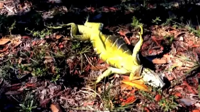 Замерзшая игуана