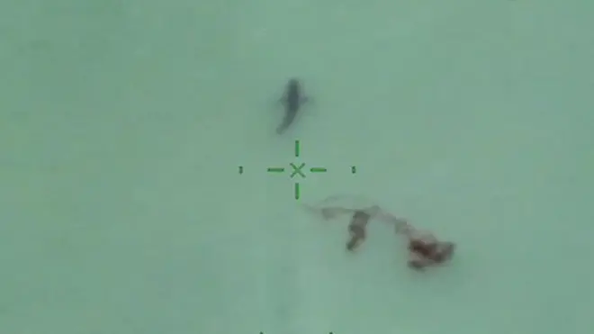 Köpek balıkları kamerada