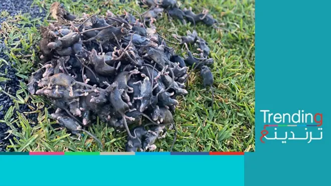 ”غزو الفئران“…ملايين الفئران تجتاح الحقول والمنازل في أستراليا