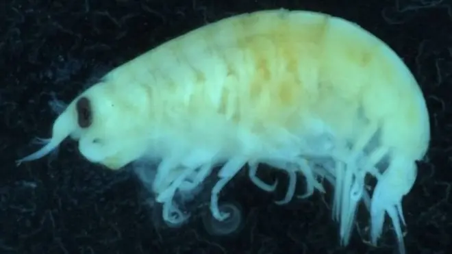 ภาพขยายของ "หมัดทะเล" (Lysianassid amphipod ) จากตัวอย่างที่พิพิธภัณฑ์รัฐวิกตอเรียเก็บรักษาไว้