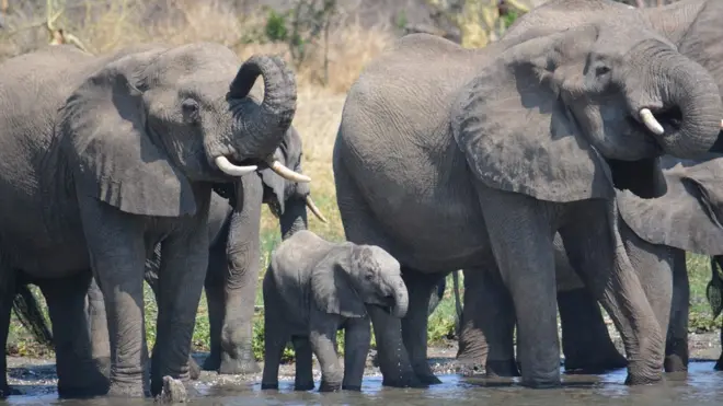 Elephants in Liwonde National Park, Malawi