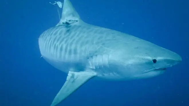 Orang-orang Aborigin Yanyuwa meyakini bahwa Teluk Carpentaria di Australia dibentuk oleh hiu macan.