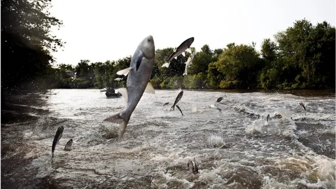 ఇక్కడ చేపలు ఎగురుకుంటూ వచ్చి వలలో పడతాయి
