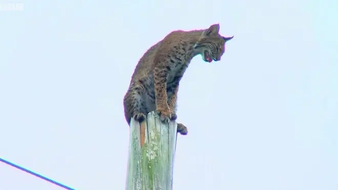 Рыжая рысь застряла на столбе.