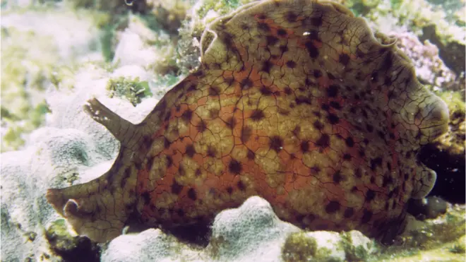 เซลล์ประสาทของมนุษย์และหอยทากทะเล Aplysia californica มีกลไกการทำงานที่คล้ายคลึงกันในหลายด้าน