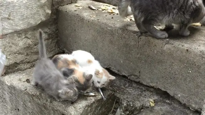 Eyüp Sultan'daki kediler