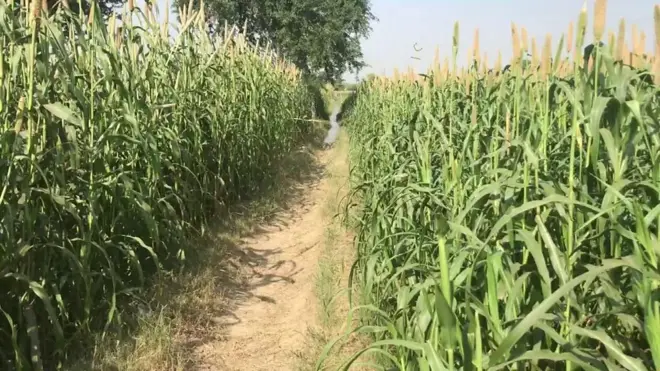 हाथरस केस