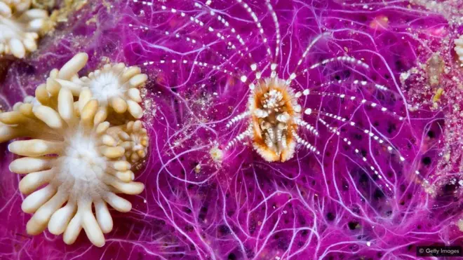 समुद्री जीव