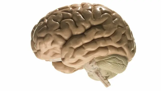 Los cerebros que se buscan es de personas que han sufrido enfermedades mentales o neurológicas.