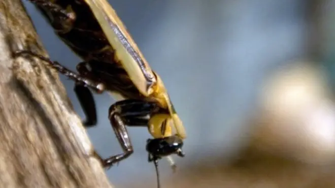 Un médecin indien découvre un cafard vivant dans le crâne d'une patiente