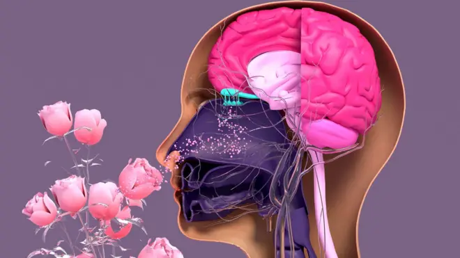 Diagrama que muestra el bulbo olfatorio