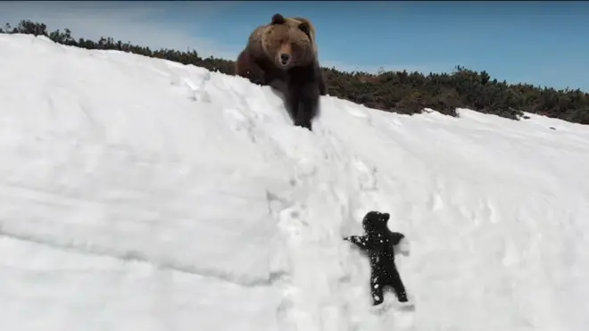 Un osito sube por un peñasco nevado intentando alcanzar a su madre