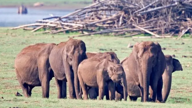 దక్షిణ భారతంలో ఒక జాతీయ పార్కులోని ఏనుగులు