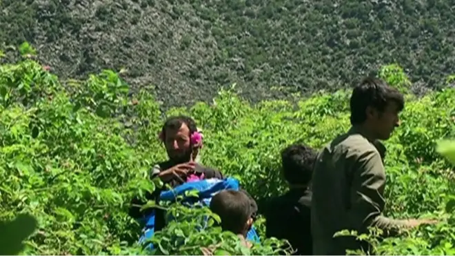 ننګرهار ګلاب