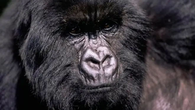 Le gorille de l'Est, le plus grand primate de la planète.