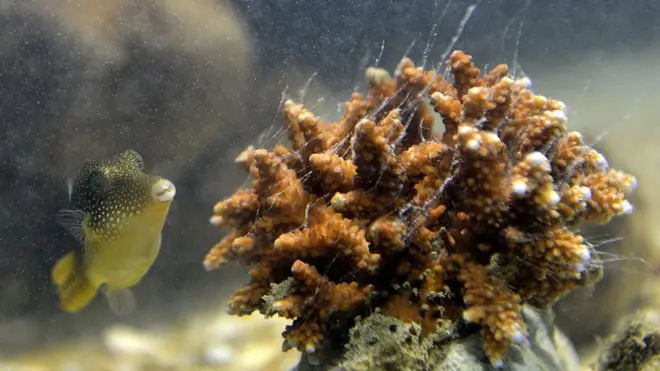 අසිරිය මැලවෙන කල්පිටිය කොරල් පරය